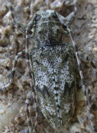Aegomorphus modestus